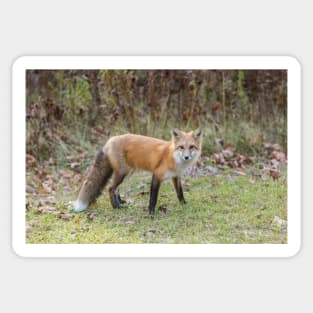 A lone Red Fox Sticker